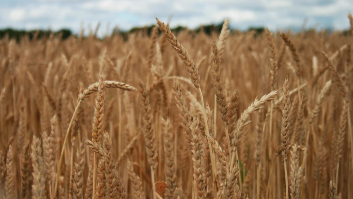 Golden prairie wheat field representing doing business in Saskatchewan